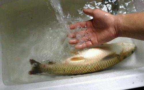 草鱼饵料视频,视频解析高效钓鱼技巧