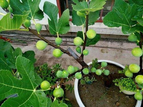 盆栽无花果视频,盆栽无花果种植技巧与养护心得分享