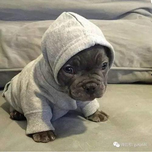 肌肉犬视频,视频中的力量与魅力展现