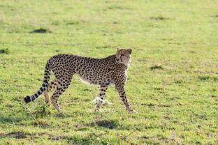 猎豹捕食羚羊视频,惊心动魄的生存瞬间