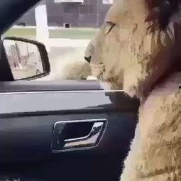 狮子坐副驾驶视频,一场惊心动魄的冒险之旅