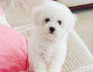 打比熊视频,跟随打比熊视频，领略萌犬风采