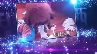 狮子感恩视频,诠释动物界的真挚情感